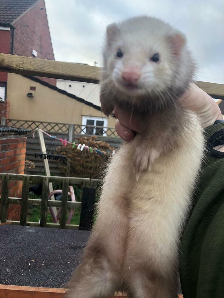 ferrets for sell